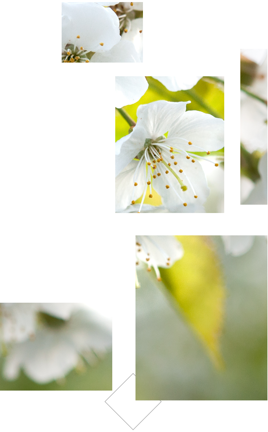 Flower background grid right